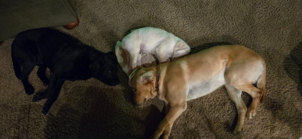 winston-napping-with-housemates